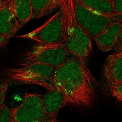 ZNF629 Antibody, Novus Biologicals:Antibodies:Primary Antibodies